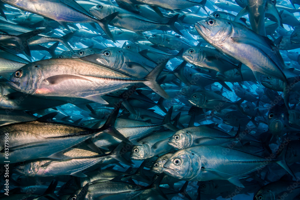 Fototapeta premium Trevally baitball