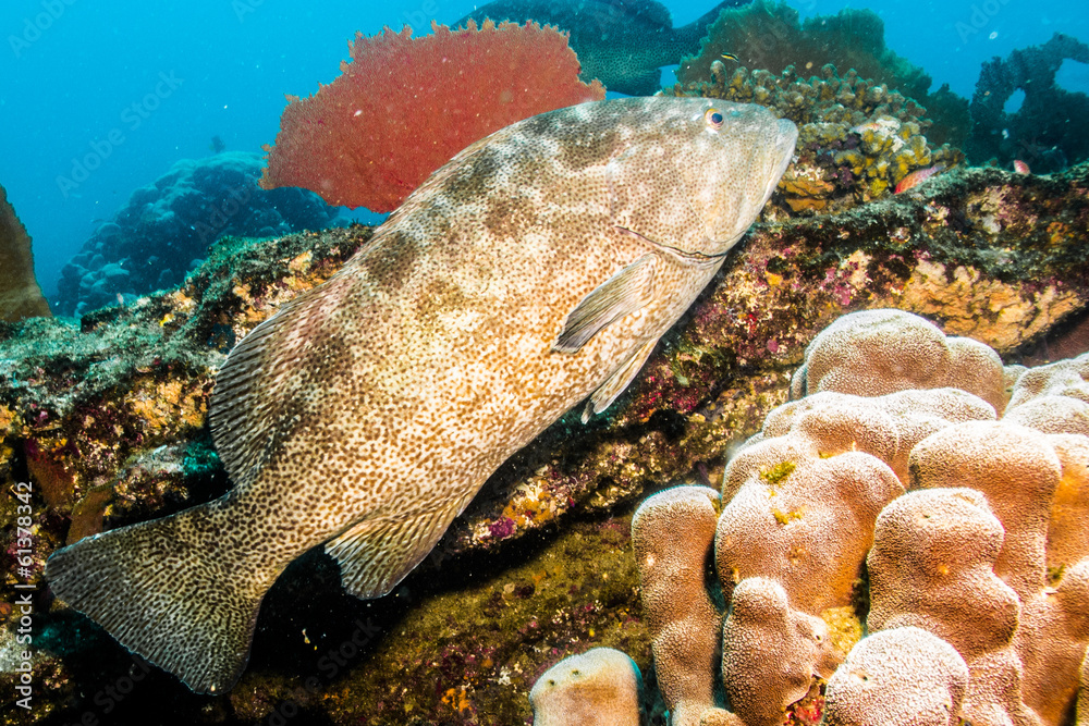 Fototapeta premium Sea of cortez groupers