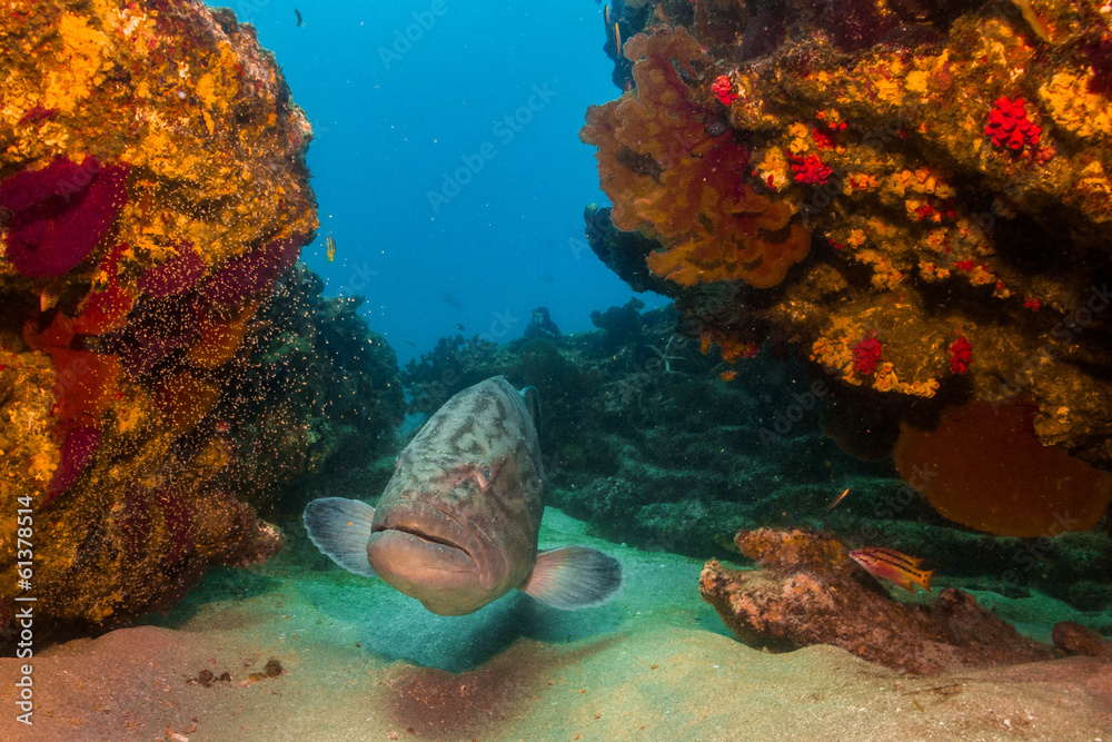 Obraz premium Sea of cortez groupers