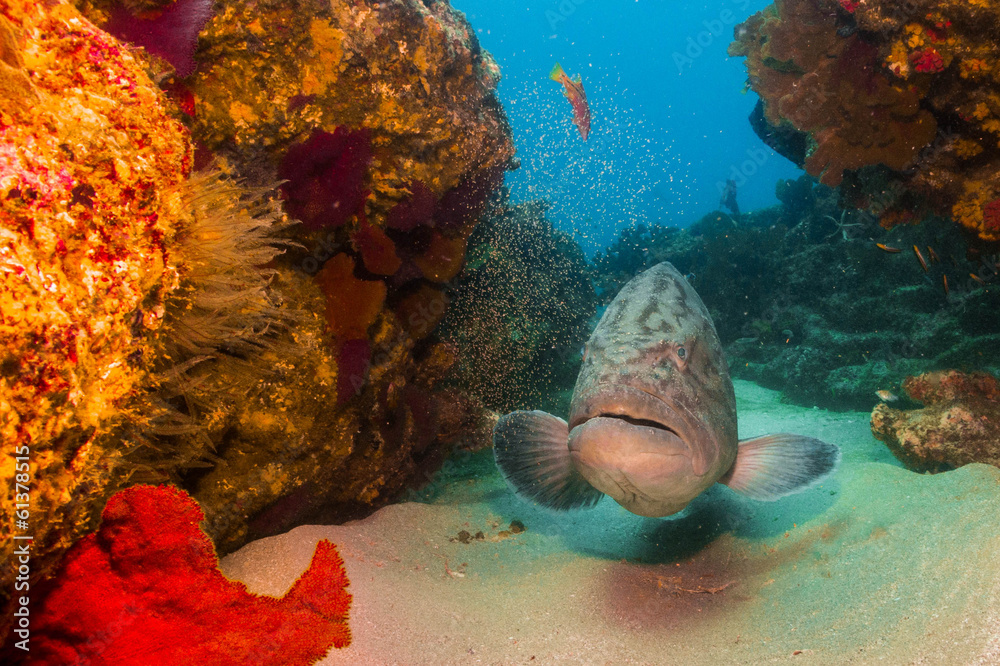 Obraz premium Sea of cortez groupers