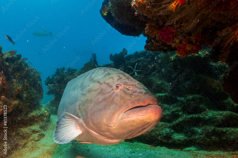 Obraz premium Sea of cortez groupers