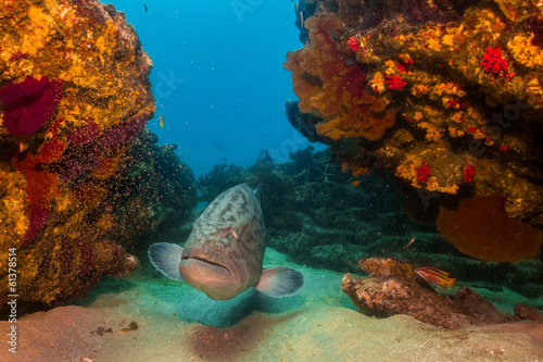 Fototapeta Naklejka Na Ścianę i Meble -  Sea of cortez groupers