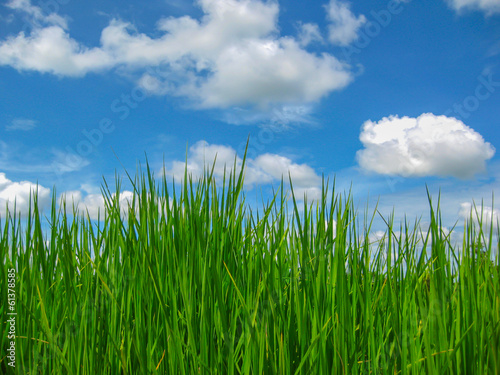 sky  grass