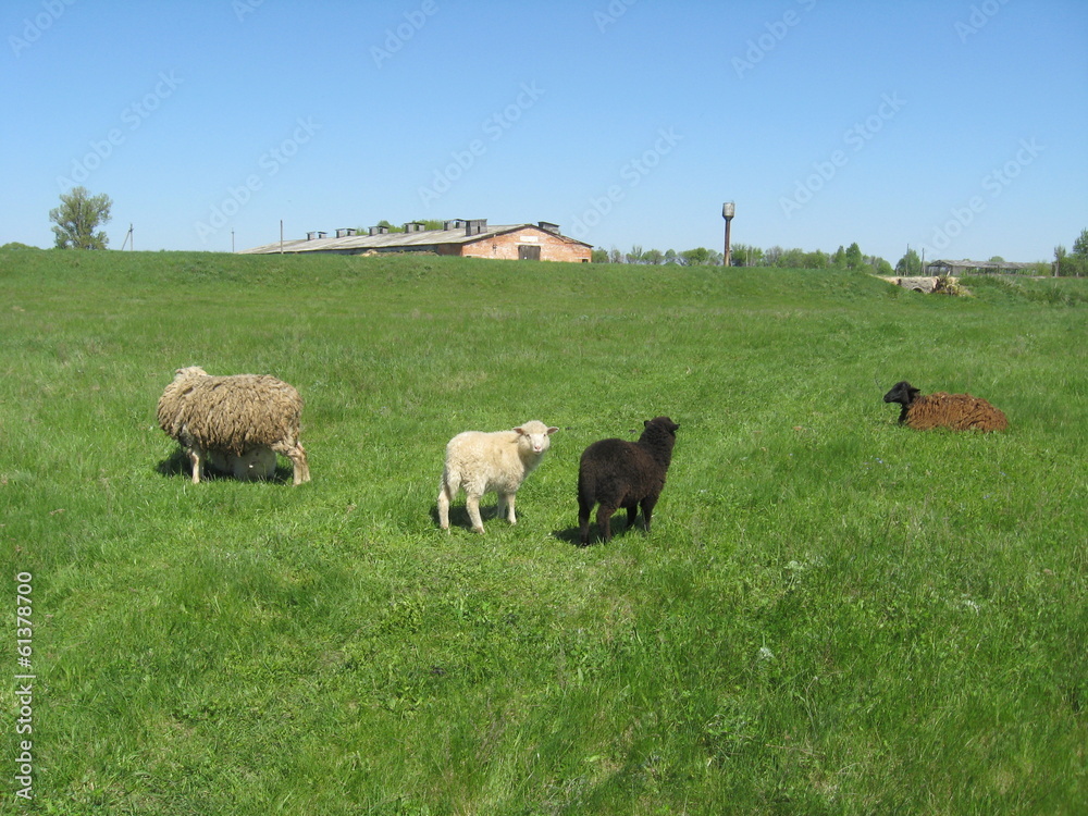 Fototapeta premium Sheep grazing on the grass
