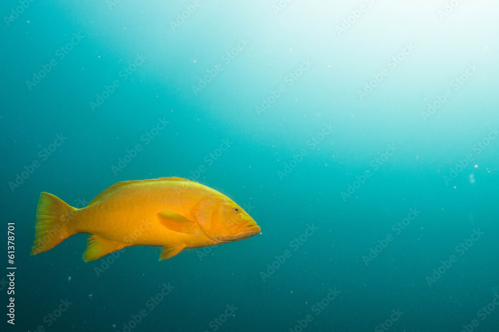Fototapeta premium Sea of cortez groupers