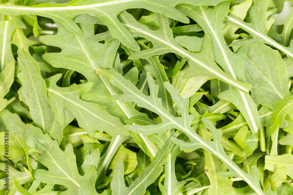 close-up on the heap of rucola close-up on the heap of rucola