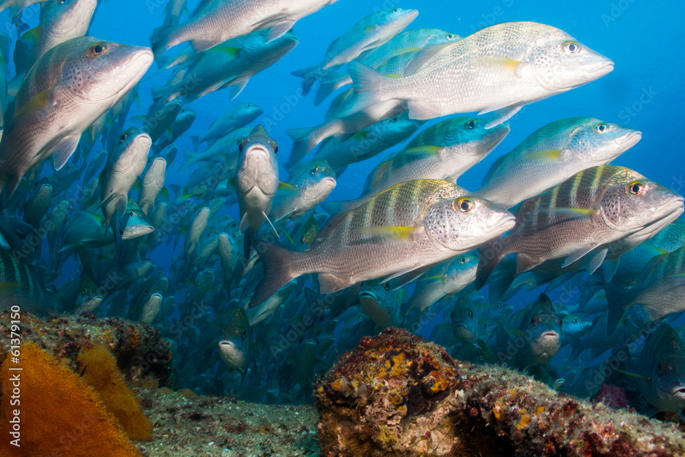 Obraz premium Pacific Grunts