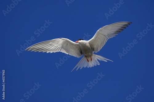 Tern in flight