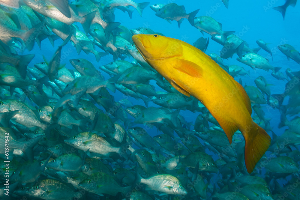 Obraz premium Sea of cortez groupers