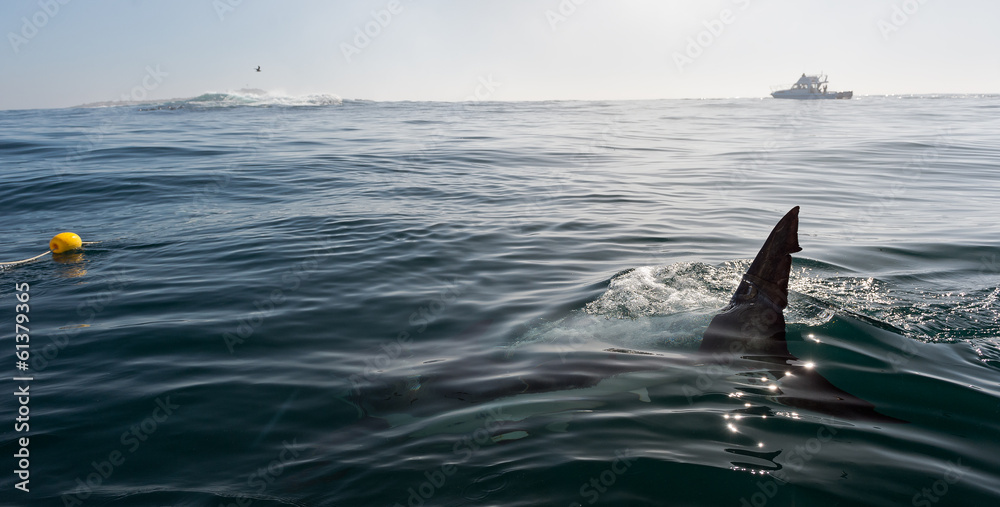 Fototapeta premium Płetwa rekina nad wodą