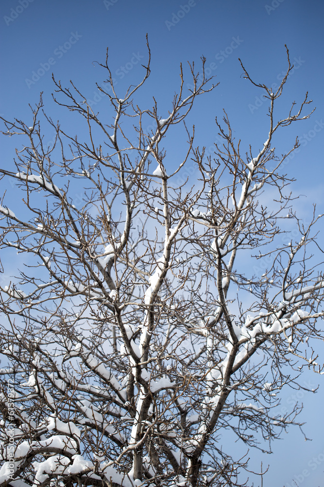snow on the bare branches of a tree snow on the bare branches of a tree