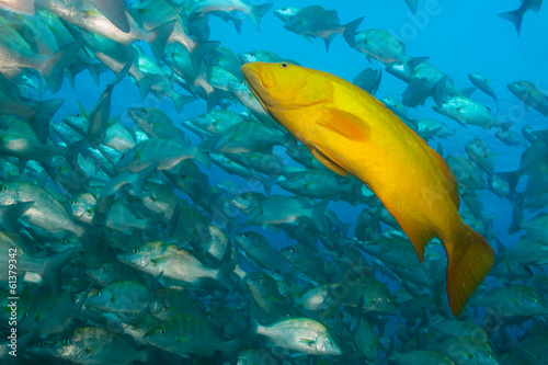 Sea of cortez groupers