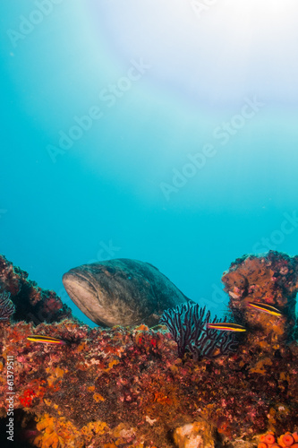 The reef at the sea of cortez