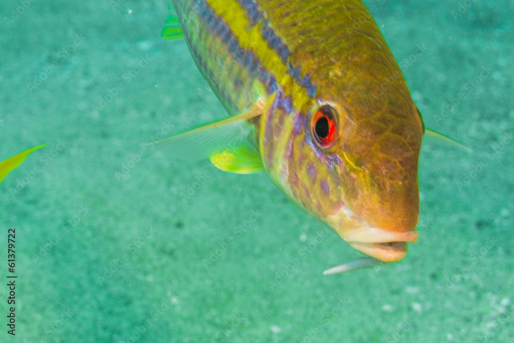 Fototapeta premium Goatfish