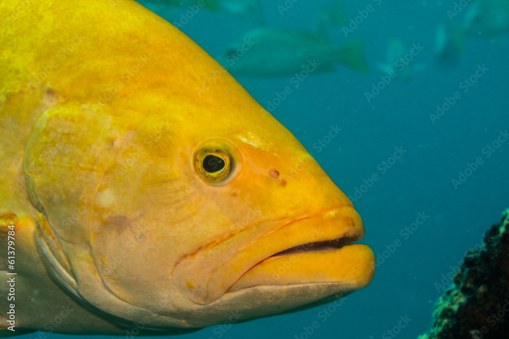 Obraz premium Sea of cortez groupers