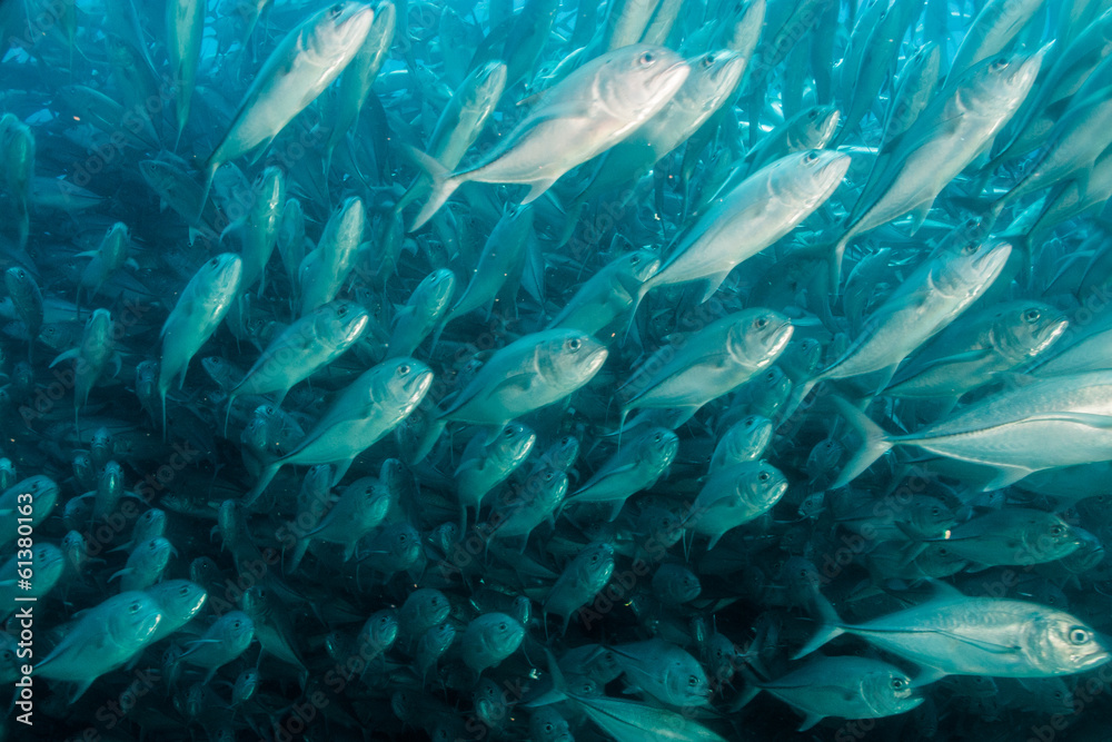 Fototapeta premium Trevally baitball