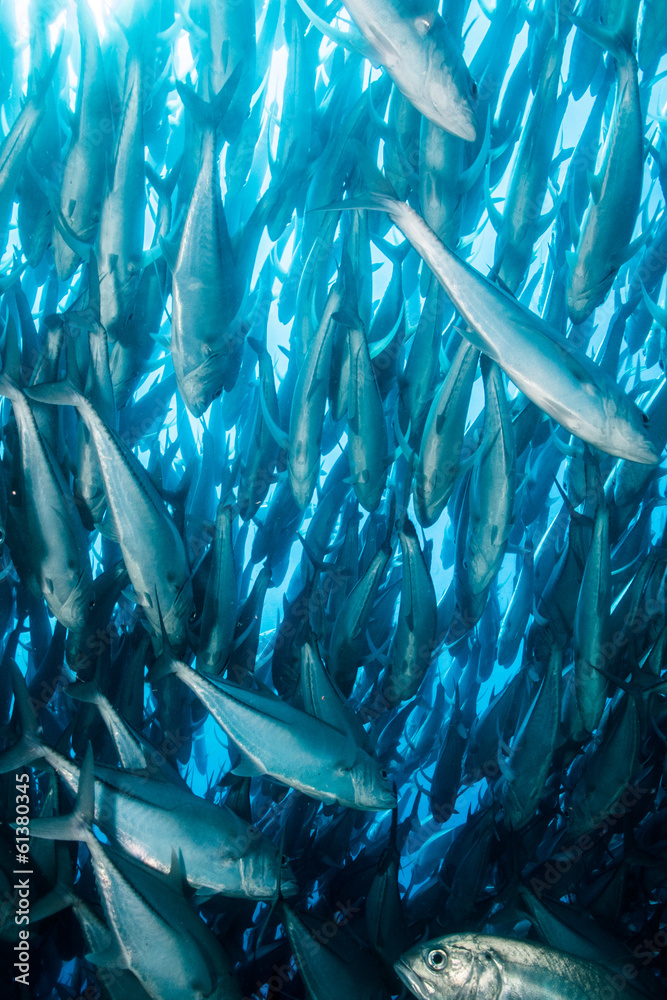 Fototapeta premium Trevally baitball
