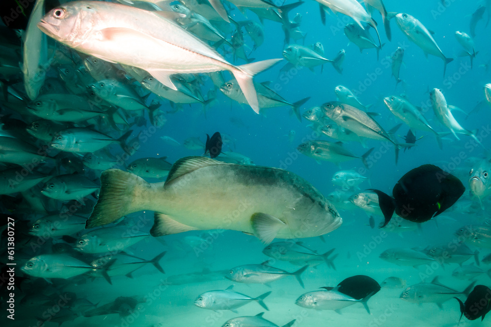 Sea of cortez groupers Sea of cortez groupers