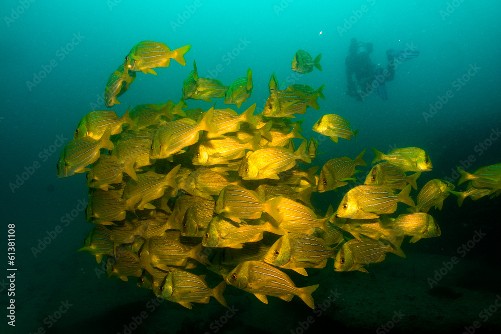 Fototapeta premium Panamic porkfish