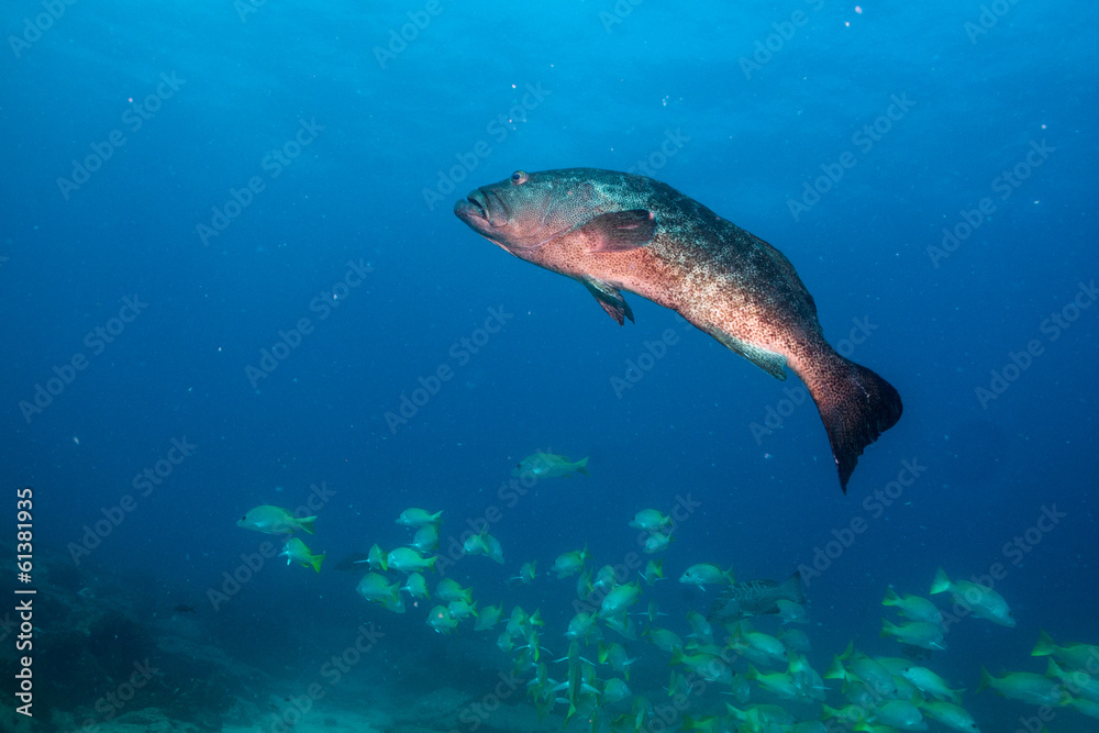 Obraz premium Sea of cortez groupers