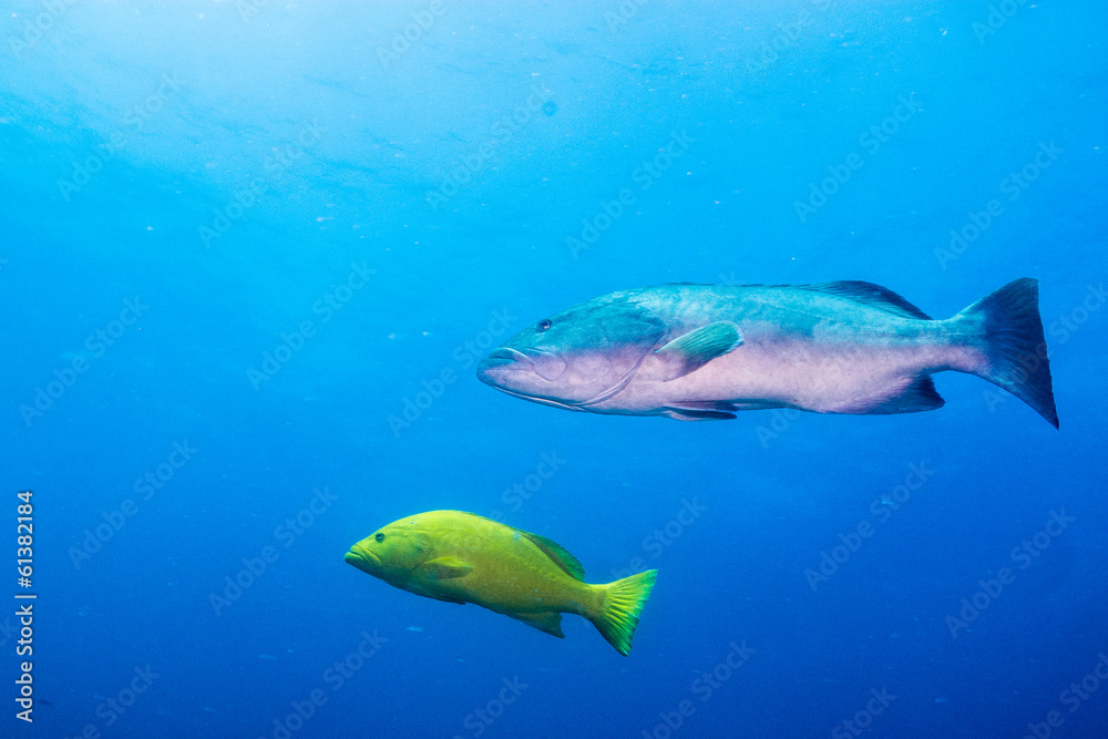 Fototapeta premium Sea of cortez groupers