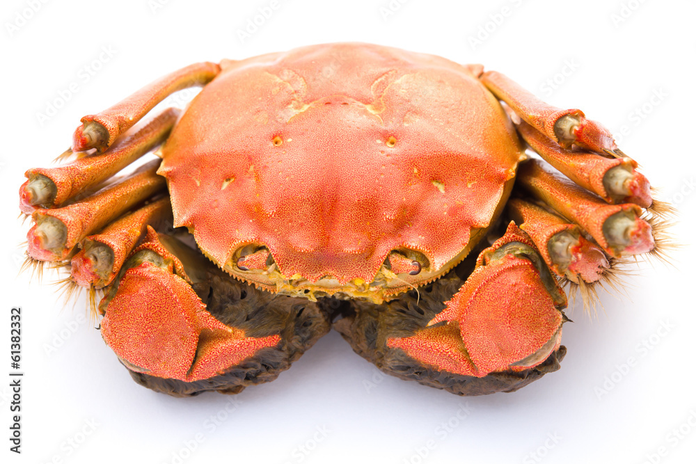 top view cooked crab on a white background top view cooked crab on a white background