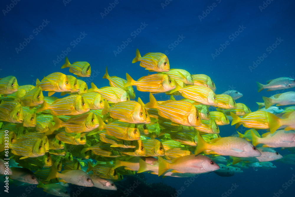 Fototapeta premium Panamic porkfish