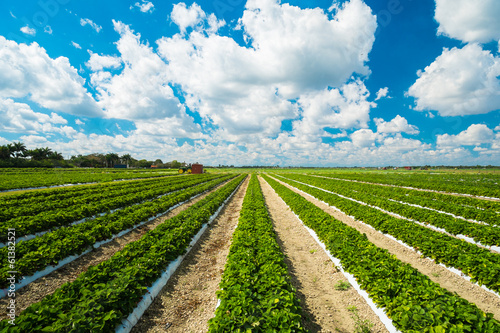 Strawberry plants