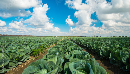 Cabbage field © Fotoluminate LLC