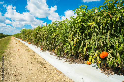 Tomato plants
