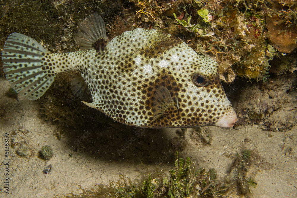 Fototapeta premium fish from the rrefs of the caribbean sea