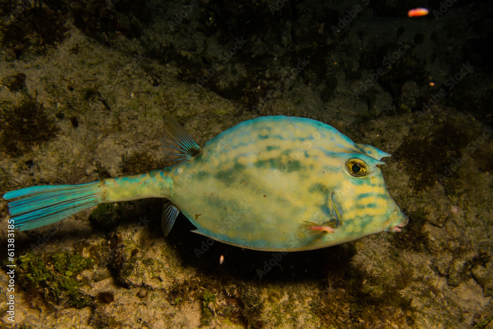 Fototapeta premium fish from the rrefs of the caribbean sea