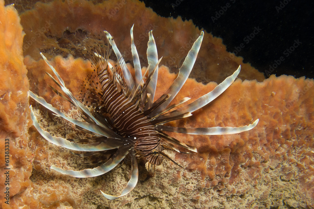 Fototapeta premium lionfish