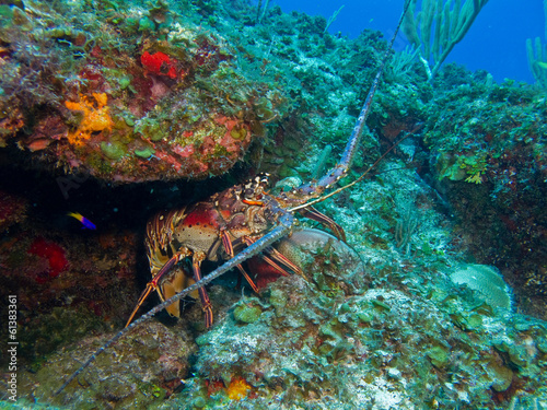 Caribbean Spiny lobster