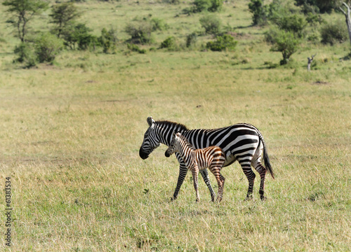 Beautiful zebras with a baby