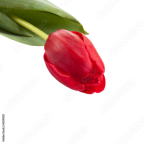 tulip flower  isolated on white background