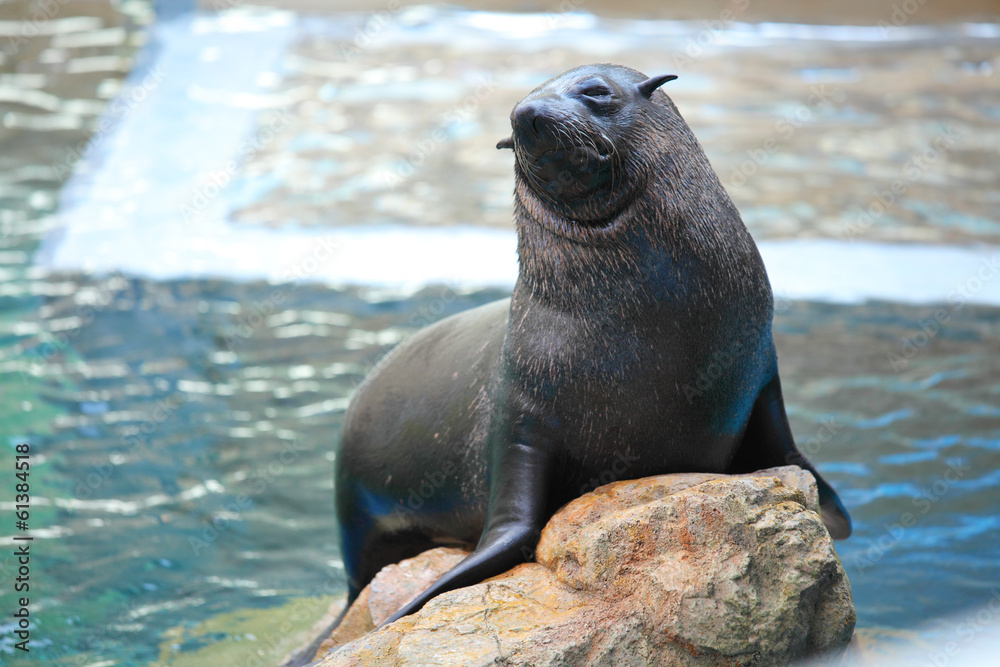 Fototapeta premium Sea lion on stone