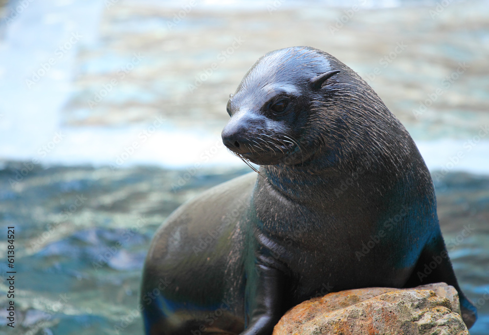 Fototapeta premium Sea lion on rock