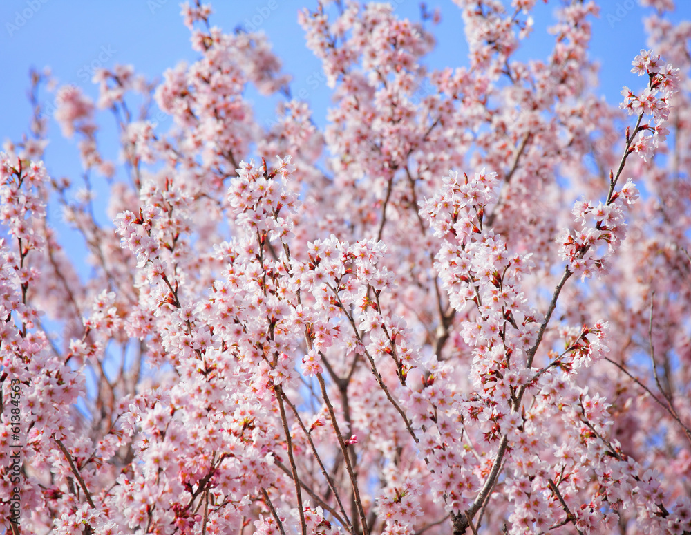 Cherry tree in Japan