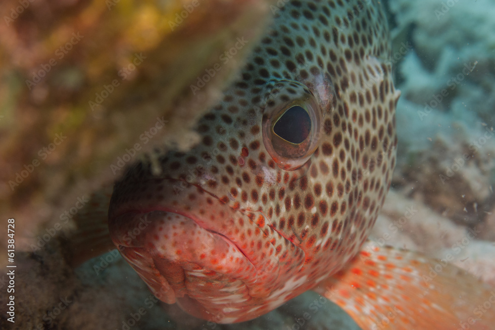 Fototapeta premium grouper, Caribbean sea