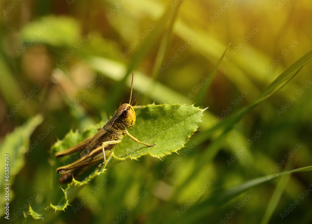 Macro photo of a grasshopper in summer Macro photo of a grasshopper in summer