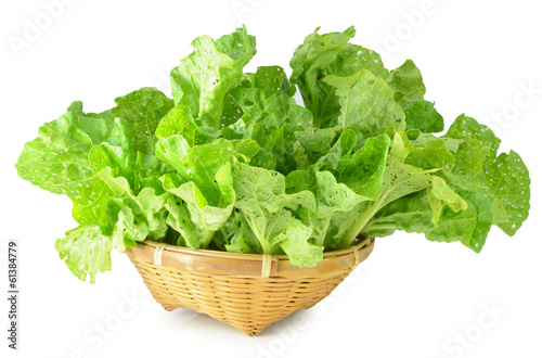 Organic lettuce