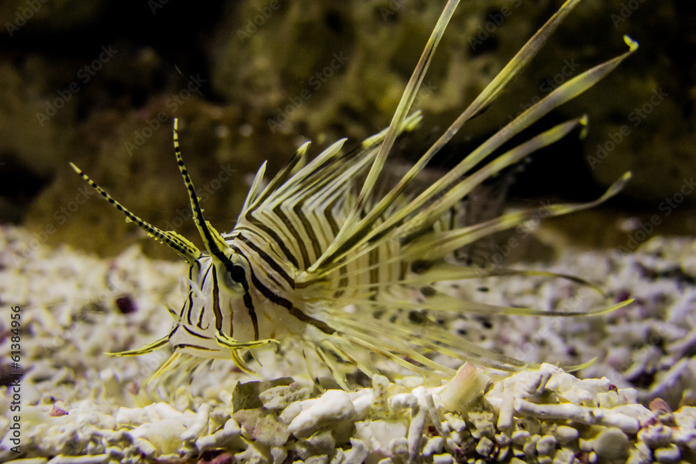 Fototapeta premium lionfish