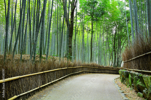 Bamboo forest in Kyoto at Japan