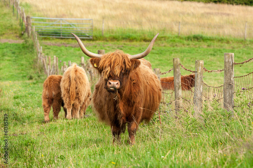 Scotland Angus cattle