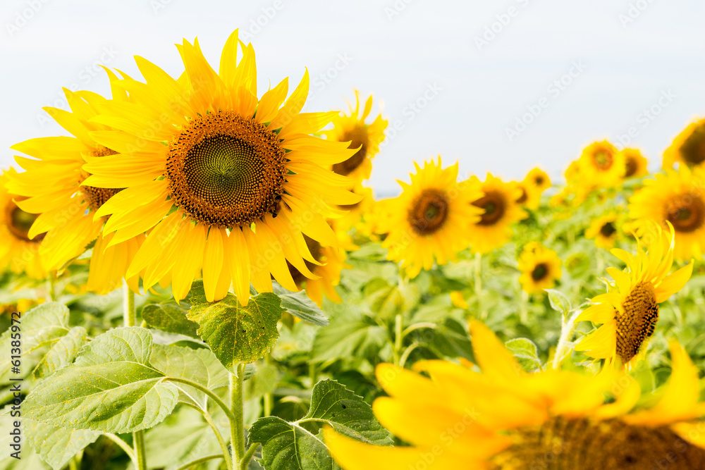 Fototapeta premium Sunflower field