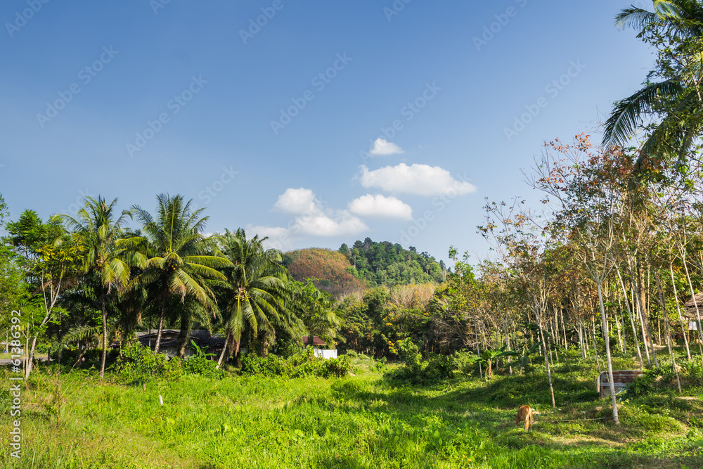 landscape of a field in the village