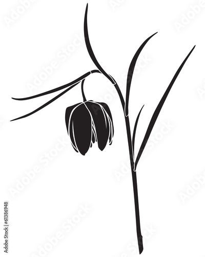 Fototapeta Naklejka Na Ścianę i Meble -  Fritillaria meleagris