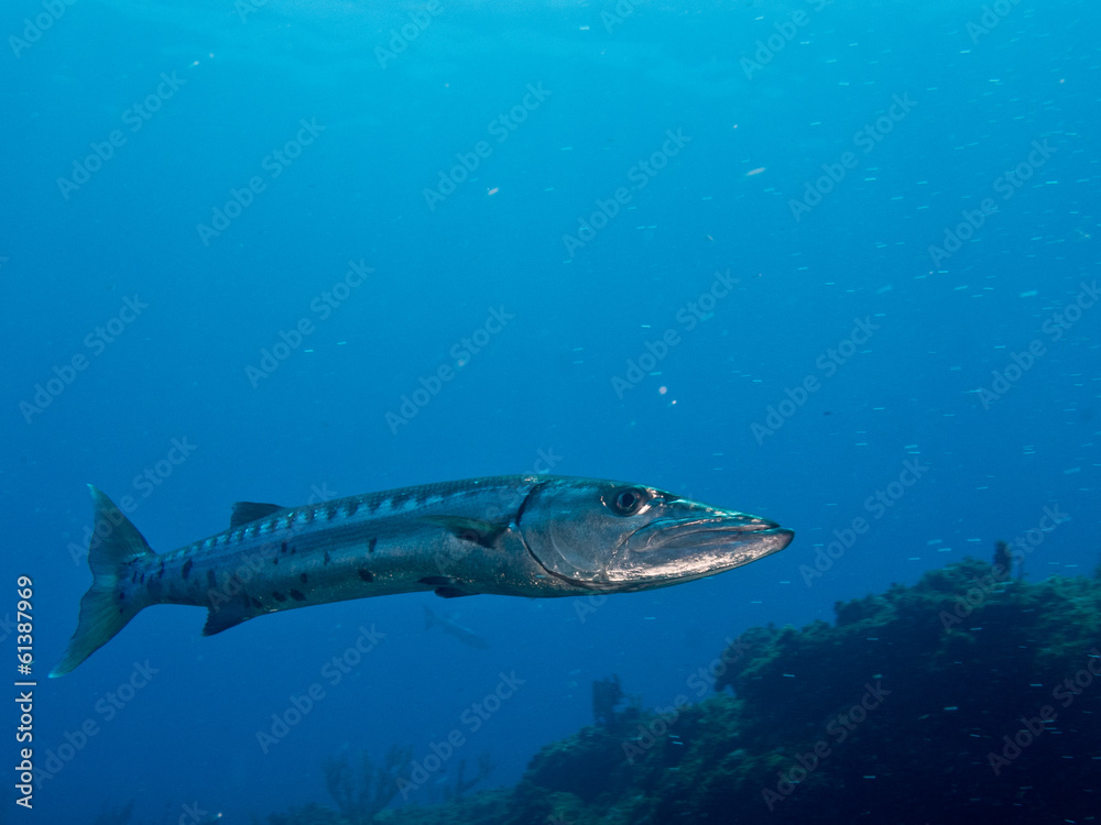 Fototapeta premium caribbean reef fish