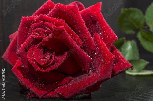 red rose